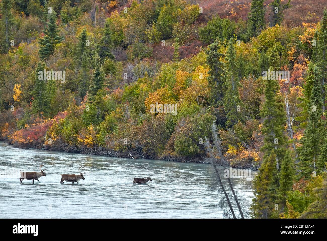 Caribou (Rangifer tarandus) crossing the Susitna river crossed by the