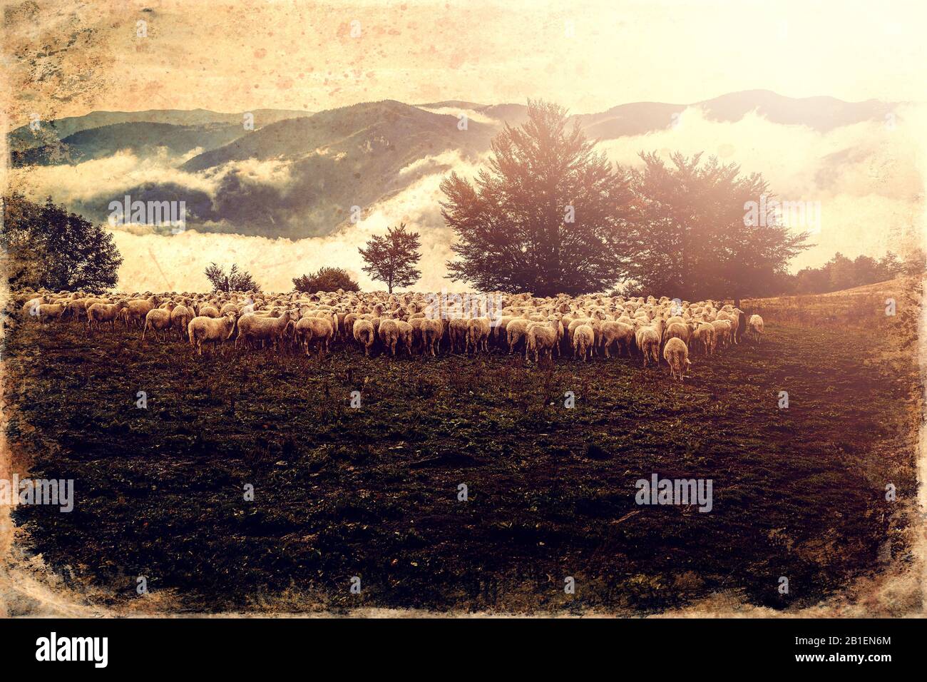 Flock of sheep on beautiful mountain meadow, old photo effect Stock ...