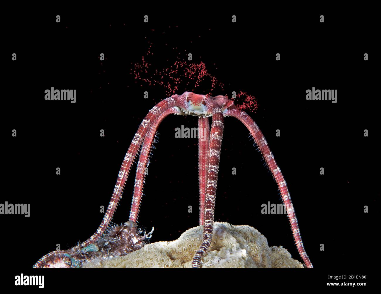 Rubicundum High Resolution Stock Photography and Images Alamy
