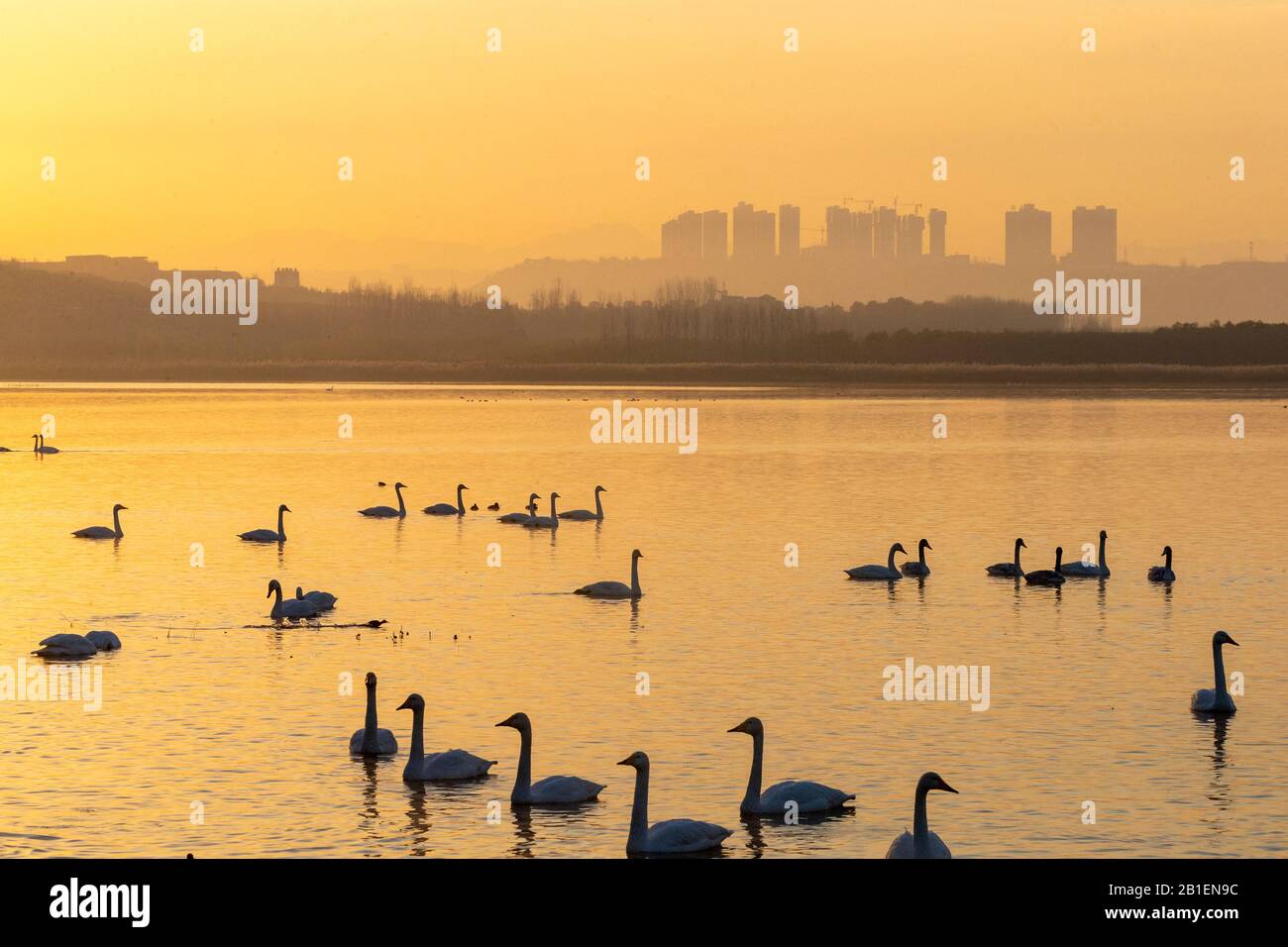 Whooper swan (Cygnus cygnus) on water at sunset, Sanmenxia, Henan ptovince, China Stock Photo