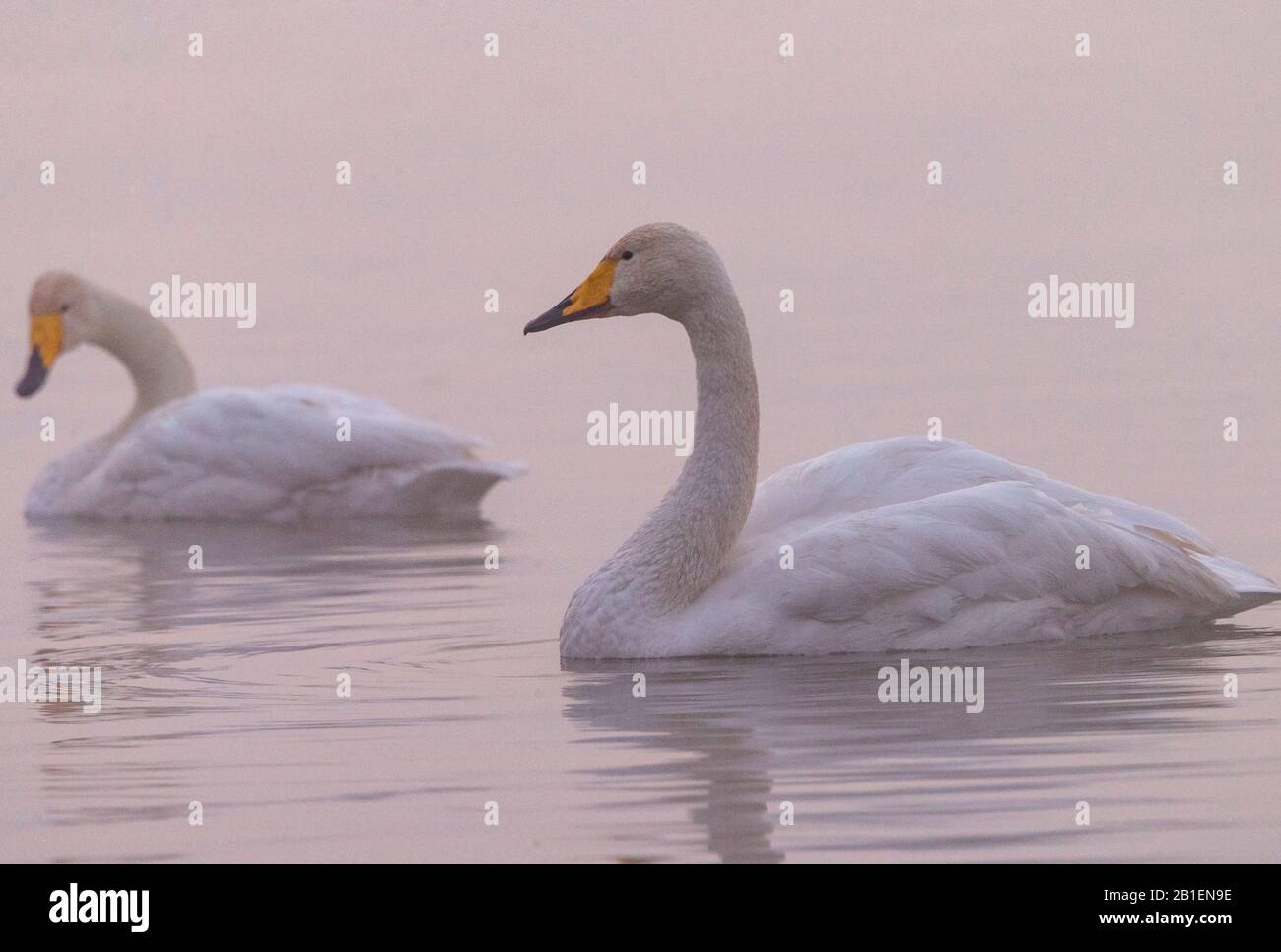 Whooper swan (Cygnus cygnus) on water, Sanmenxia, Henan ptovince, China Stock Photo