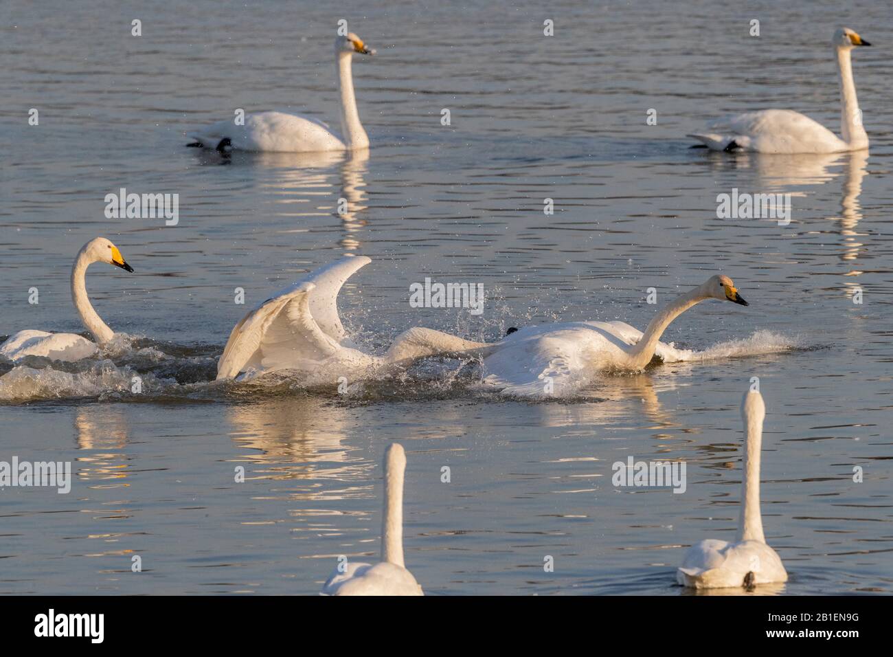 Whooper swan (Cygnus cygnus) chasing on water, Sanmenxia, Henan ptovince, China Stock Photo