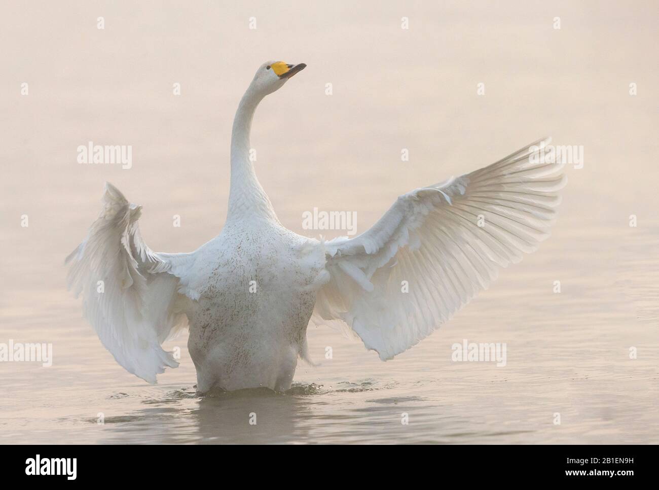 Whooper swan (Cygnus cygnus) displaying on water, Sanmenxia, Henan ptovince, China Stock Photo