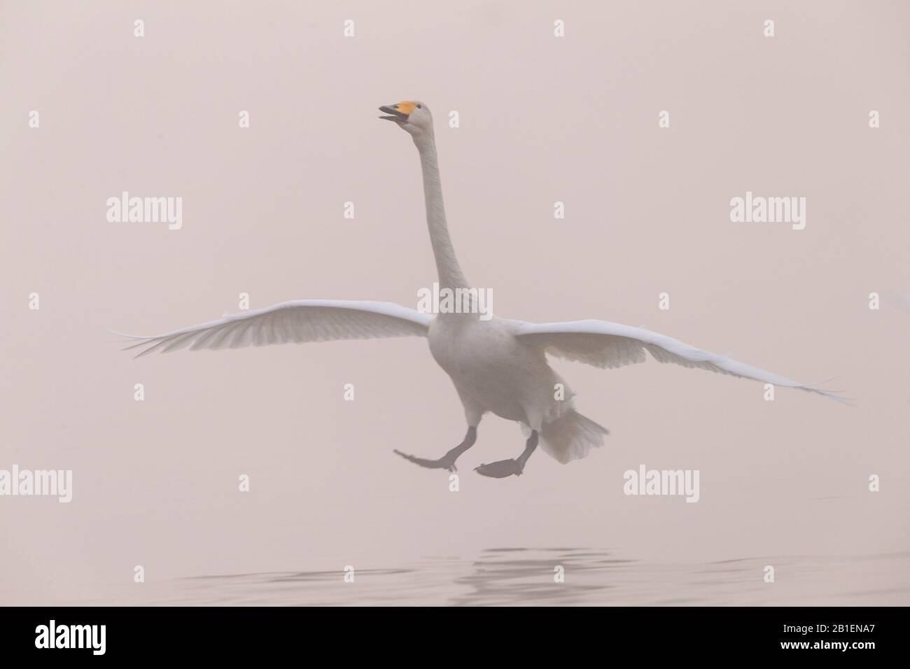 Whooper swan (Cygnus cygnus) landing on water, Sanmenxia, Henan ptovince, China Stock Photo