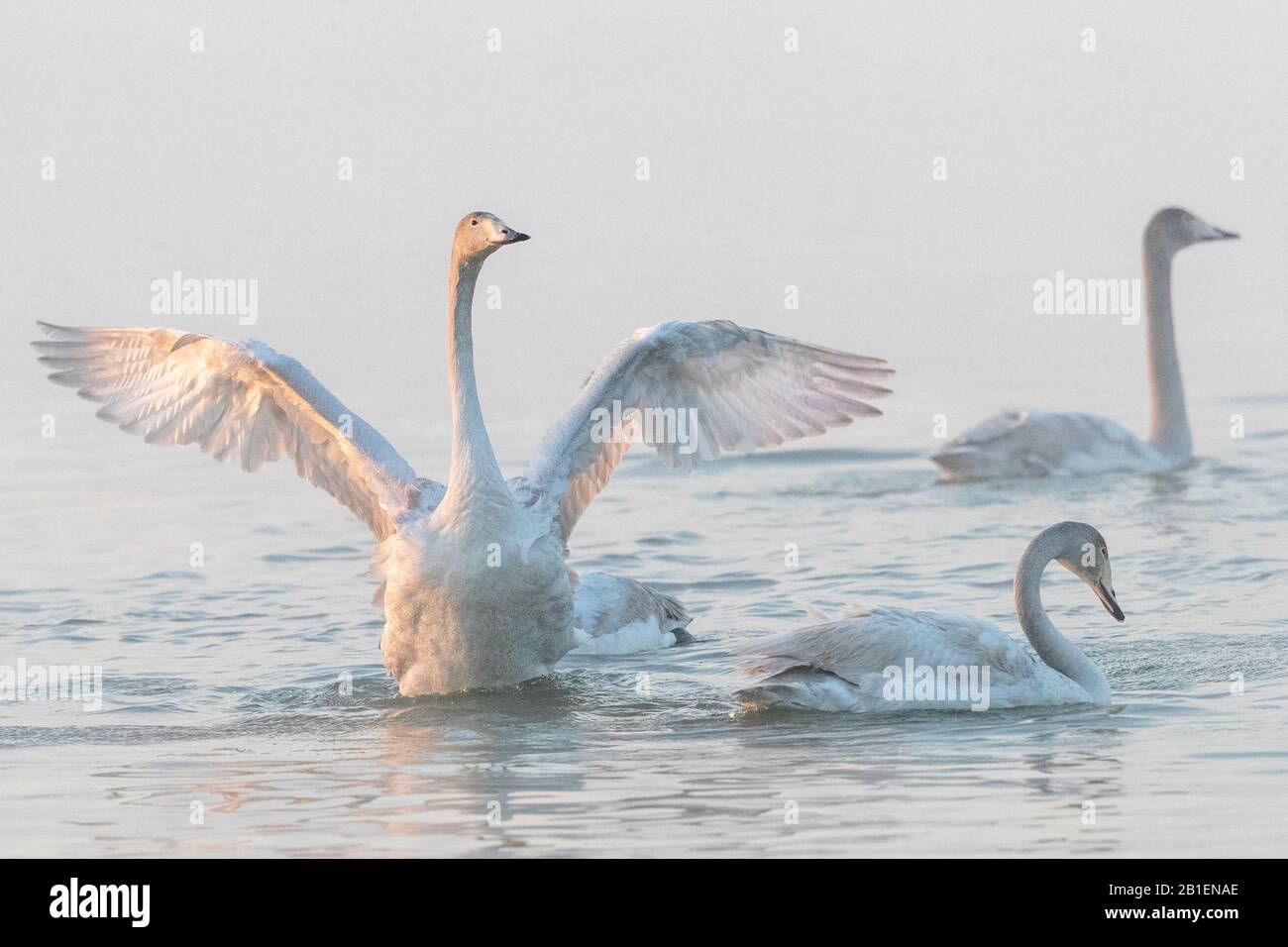 Whooper swan (Cygnus cygnus) displaying on water, Sanmenxia, Henan ptovince, China Stock Photo