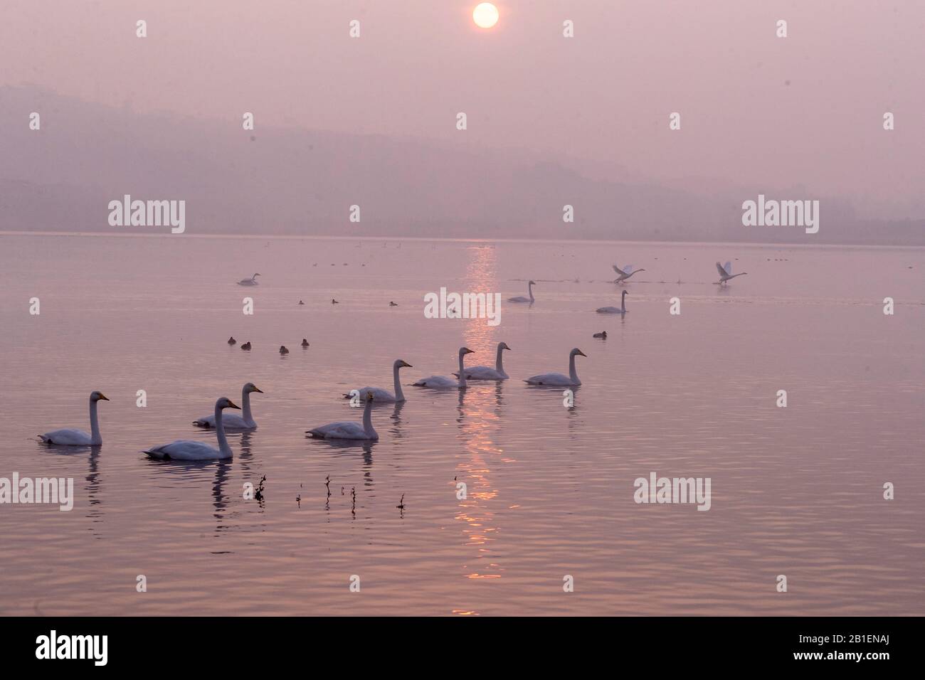 Whooper swan (Cygnus cygnus) on water at sunset, Sanmenxia, Henan ptovince, China Stock Photo