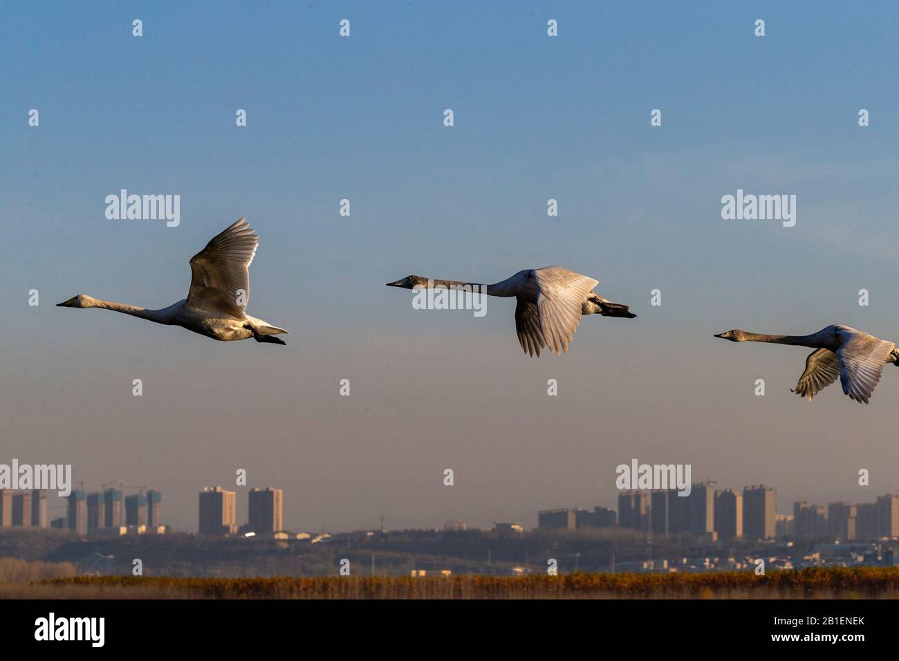 Whooper swan (Cygnus cygnus) in flight, Sanmenxia, Henan ptovince, China Stock Photo