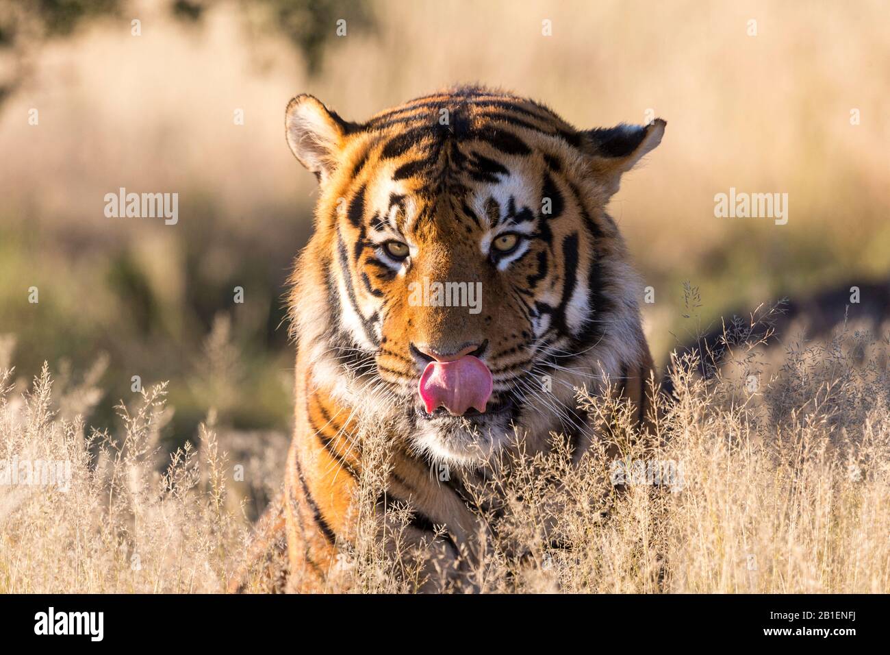 Asian (Bengal) Tiger (Panthera tigris tigris), young,10 months old