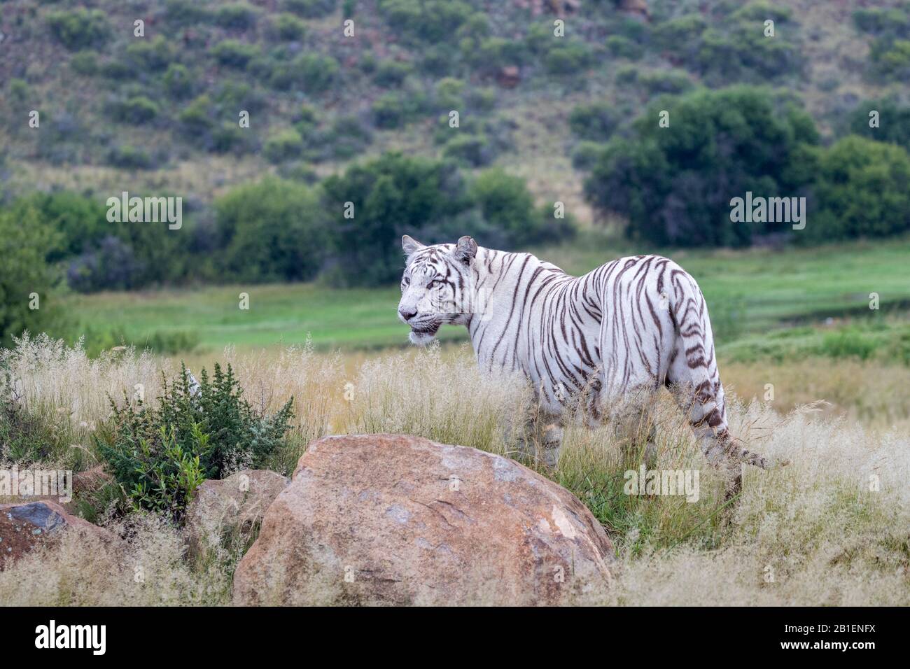 Asian (Bengal) Tiger (Panthera tigris tigris), White tiger, adult female, Private reserve, South Africa Stock Photo