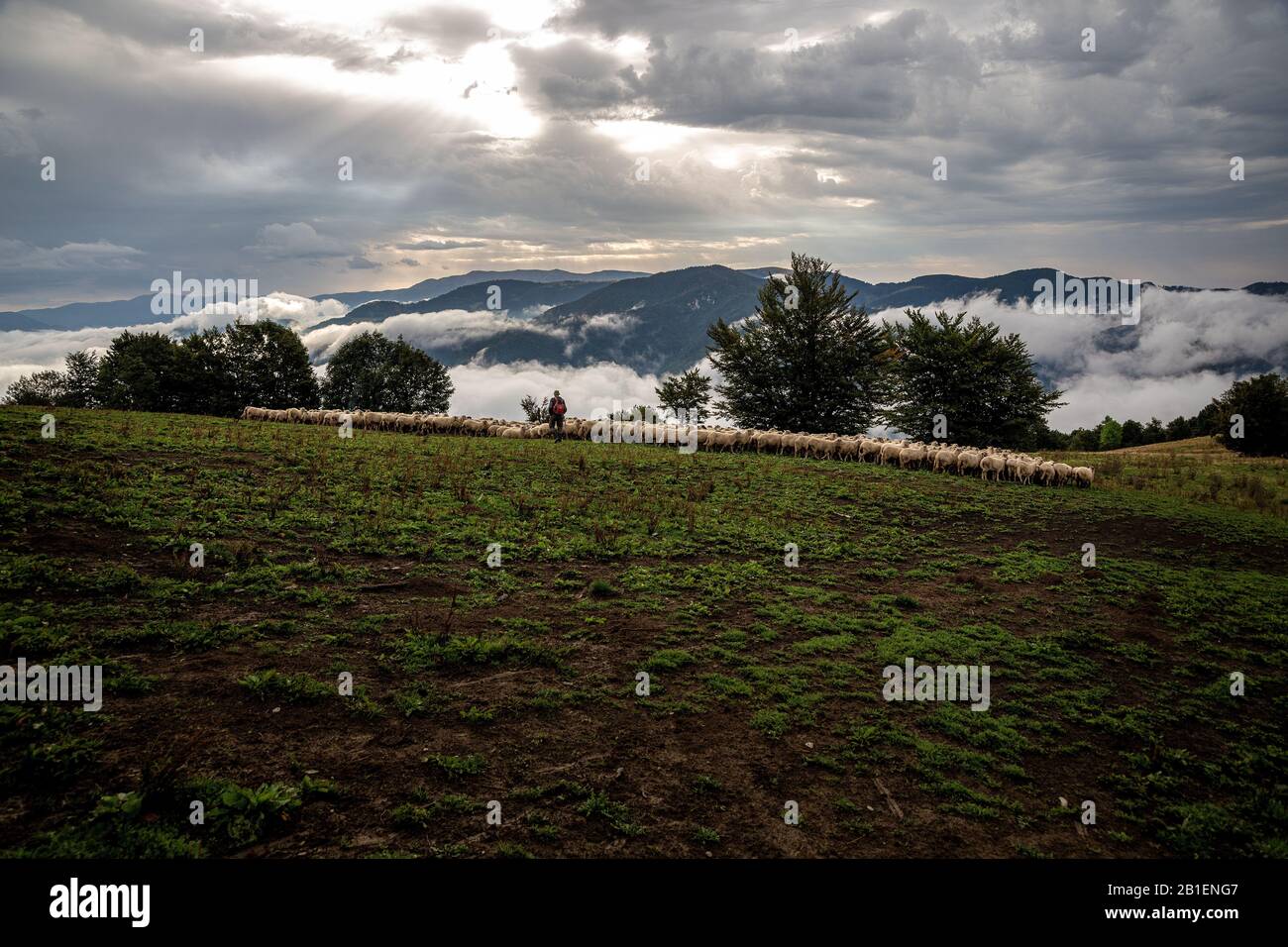 Flock of sheep on beautiful mountain meadow Stock Photo - Alamy