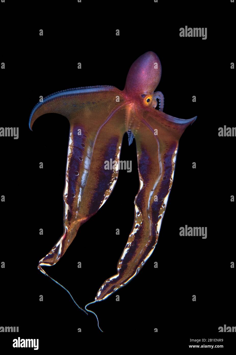 Blanket Octopus High Resolution Stock Photography and Images Alamy