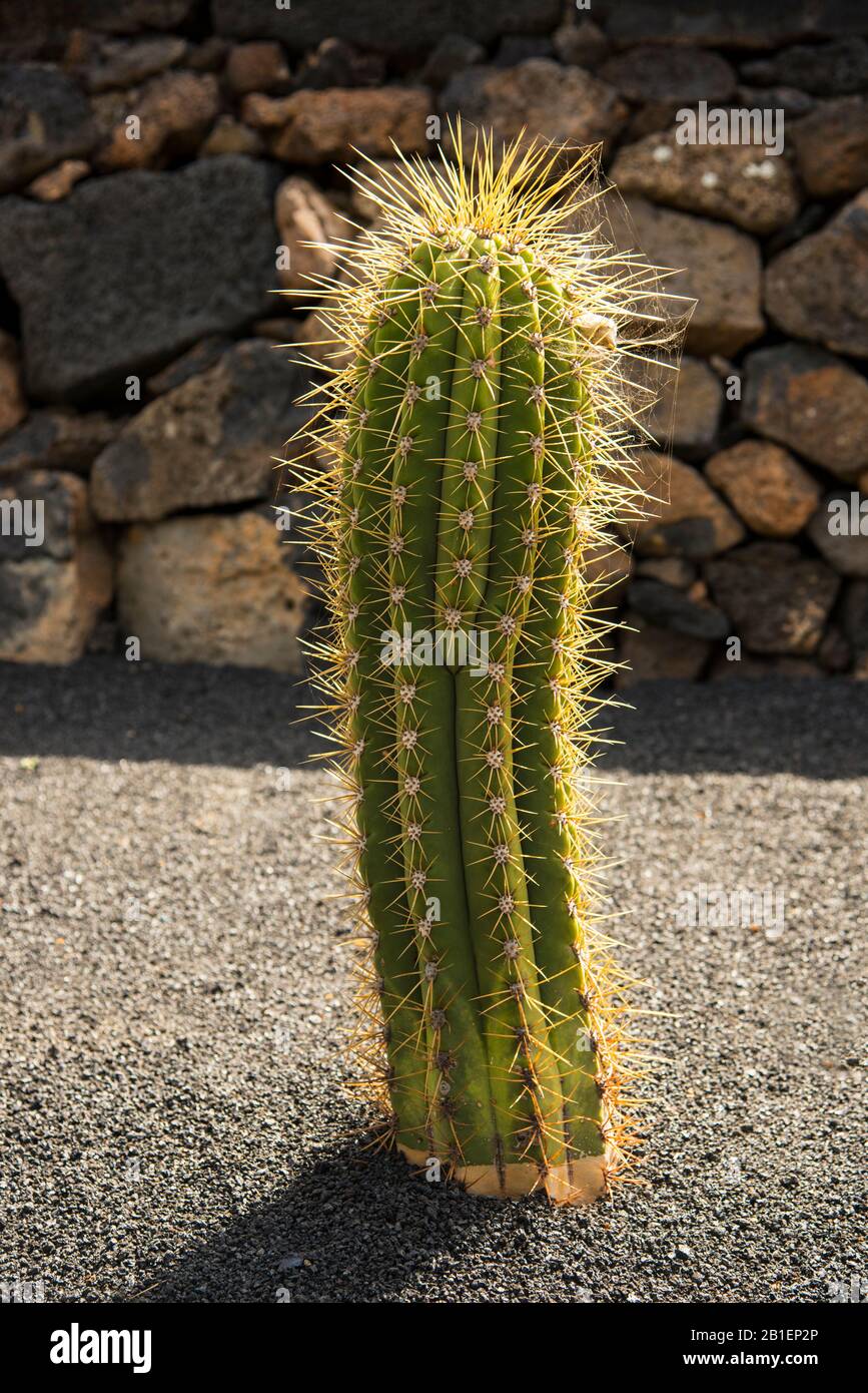 Page 2 Cactus Display High Resolution Stock Photography And Images Alamy