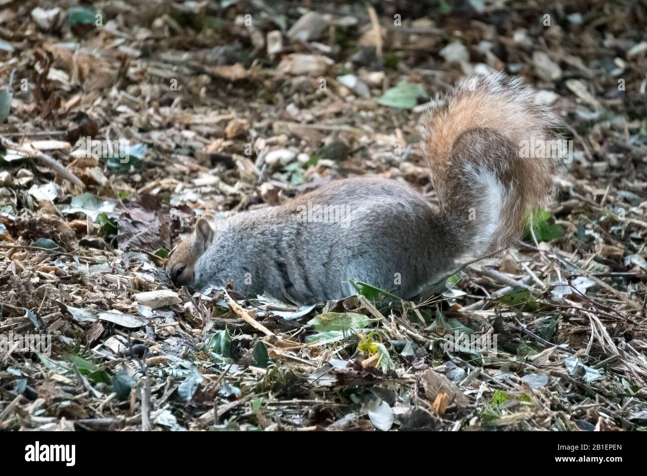 Squirrel burying nuts hires stock photography and images Alamy