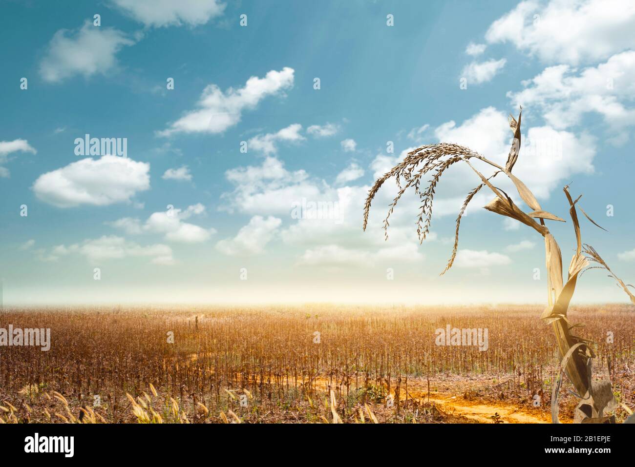 Drought has decimated a crop of corn and left the plants dried out and dead. Symbol of global warming and climate change. Stock Photo