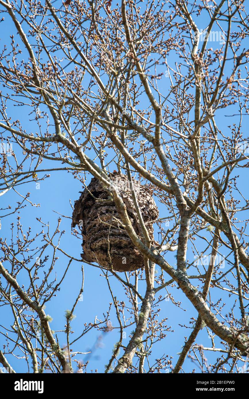 Damaged Asian hornet nest on tree. Vespa velutina nest Stock Photo