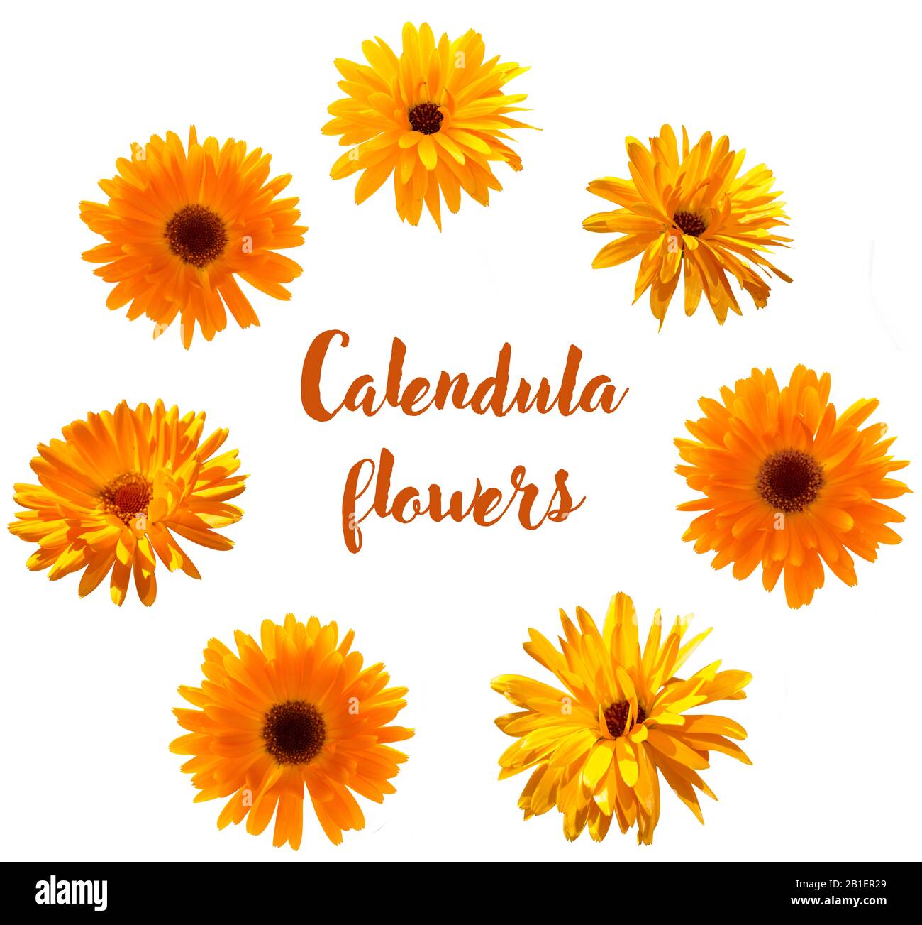calendula flowers closeup, sunny marigold's, set of isolated objects Stock Photo