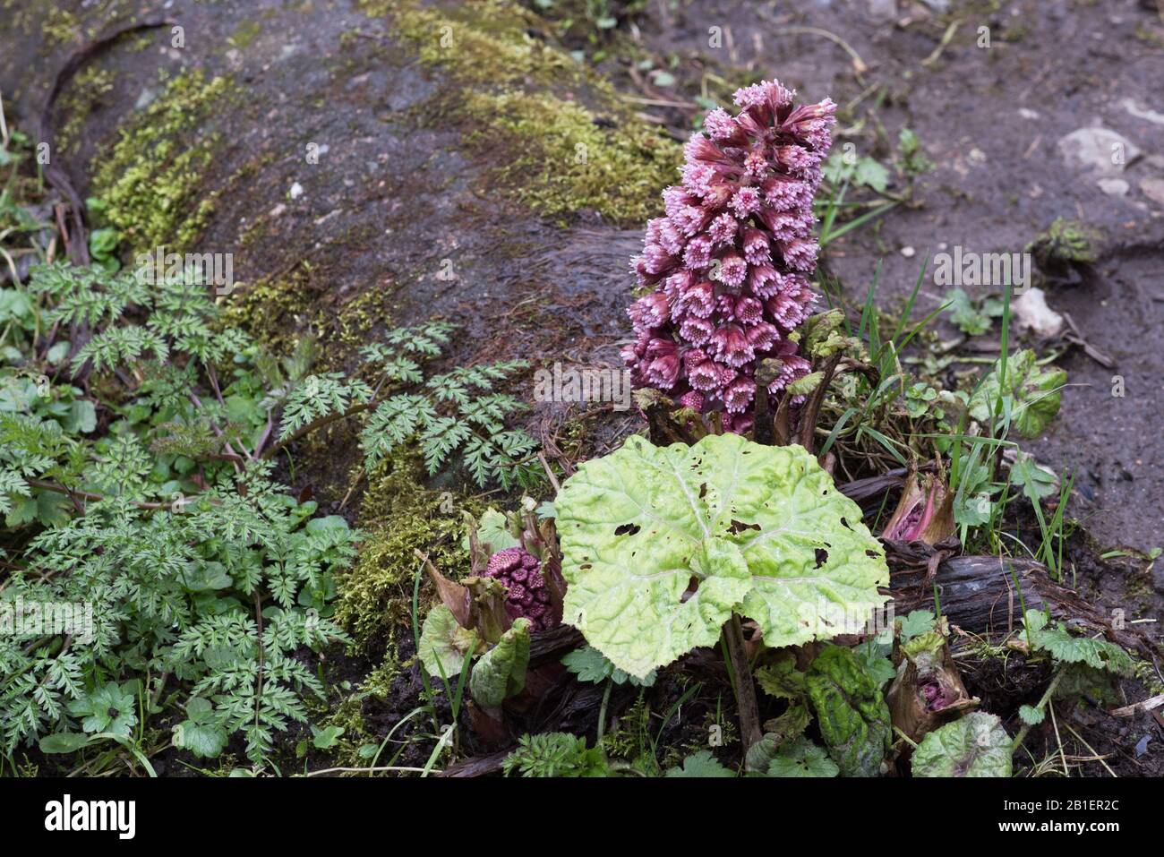 Flowering butterbur Petasites hybridus, February 2020, Peak District National Park, England Stock Photo