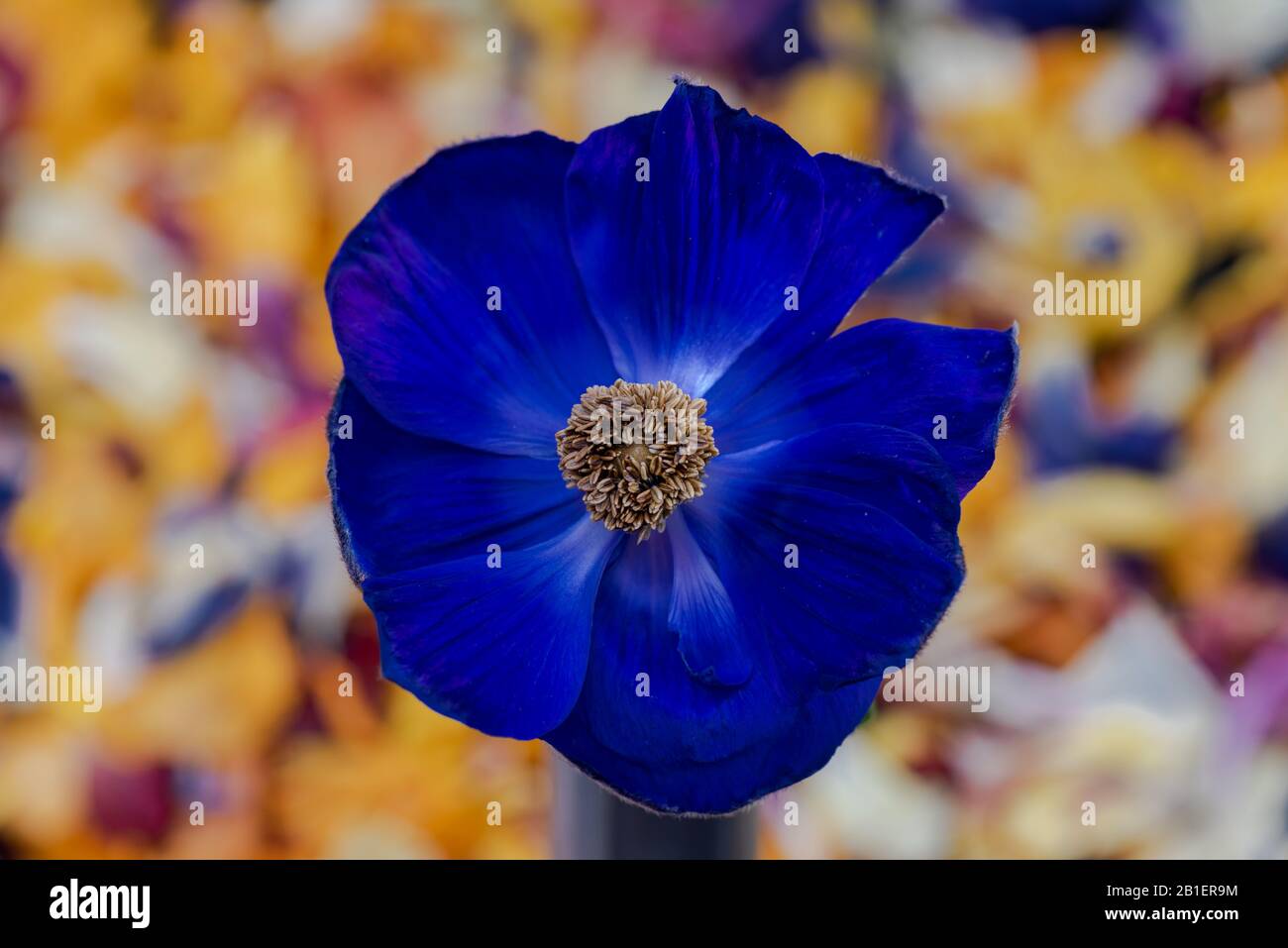 Isolated single deep blue anemone blossom macro on colorful blurred petals background Stock Photo
