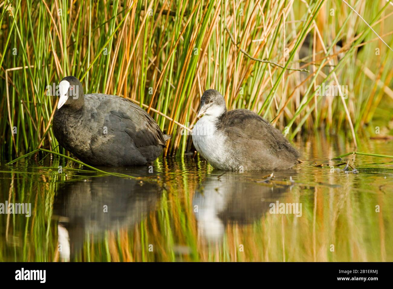 Adult Eurasian coot (Fulica atra) in water against colourful reeds with a chick, showing dark head, red eye, white beak and white shield Stock Photo