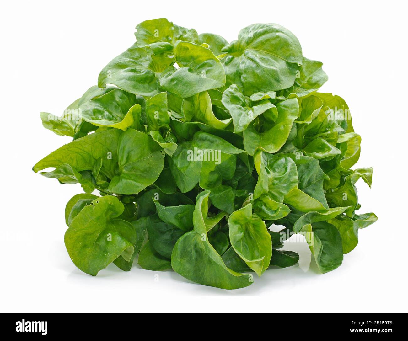 Salad vegetable isolated on white background Stock Photo