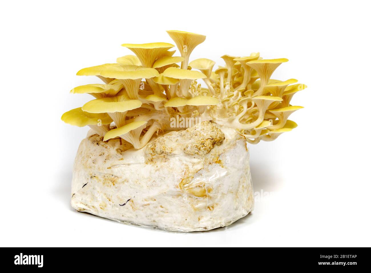 Lemon oyster mushrooms grown on a substrate at home from mycelium Stock