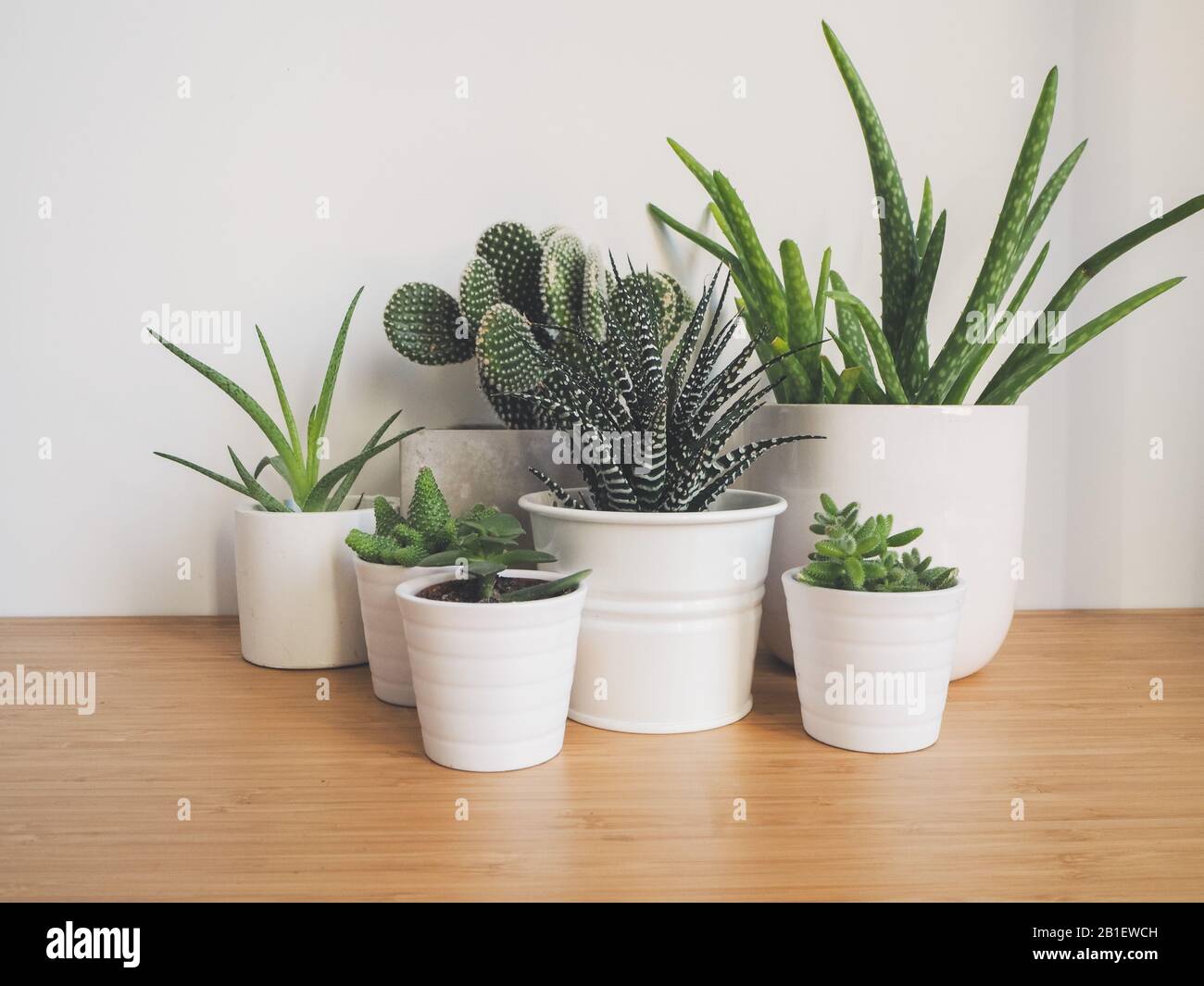 Small succulents in white pots on a wooden desk against a white background Stock Photo