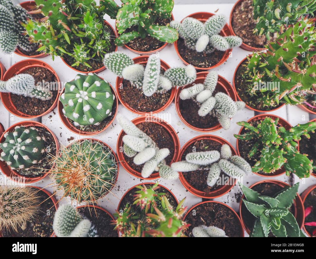 Domino cactus hi-res stock photography and images - Alamy
