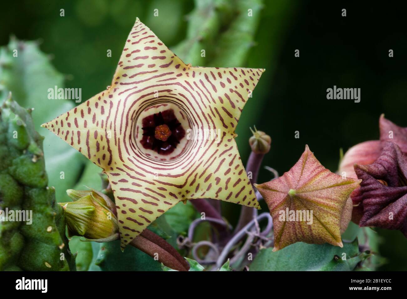 Huernia loesneriana, a succulent plant from South Africa. Family Asclepiadaceae Stock Photo