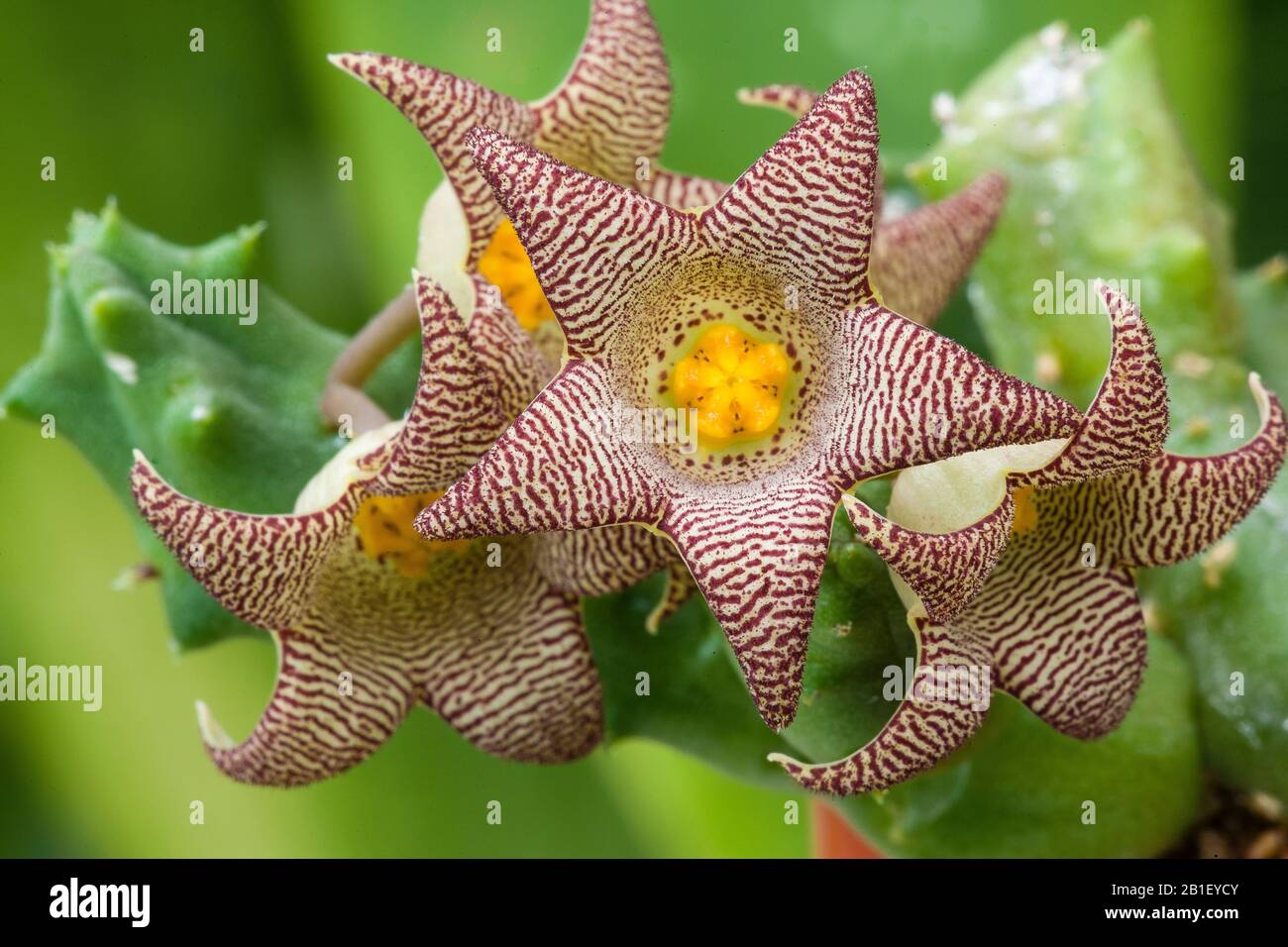 Caralluma geminata, (synonym  Piaranthus geminatus), a flowering succulent from South Africa. Family Asclepiadaceae Stock Photo