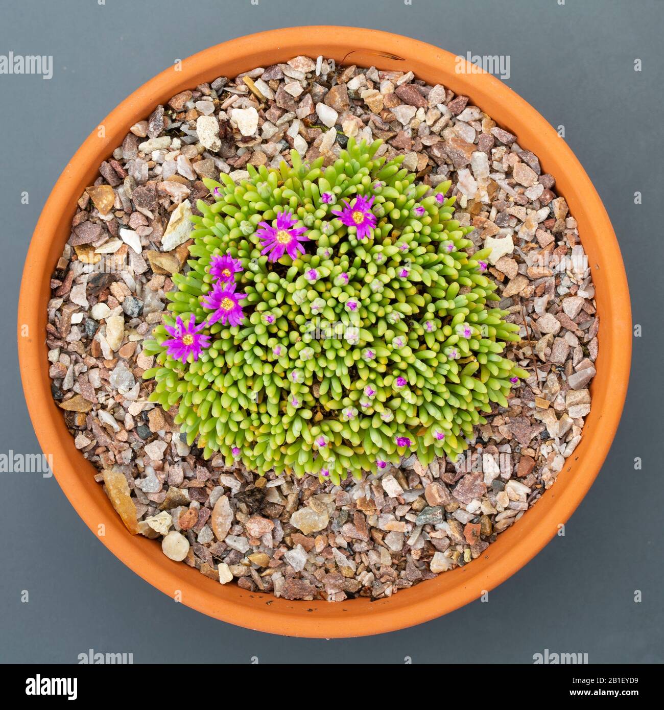 Delosperma sphalmanthoides,  a small South African succulent. Stock Photo