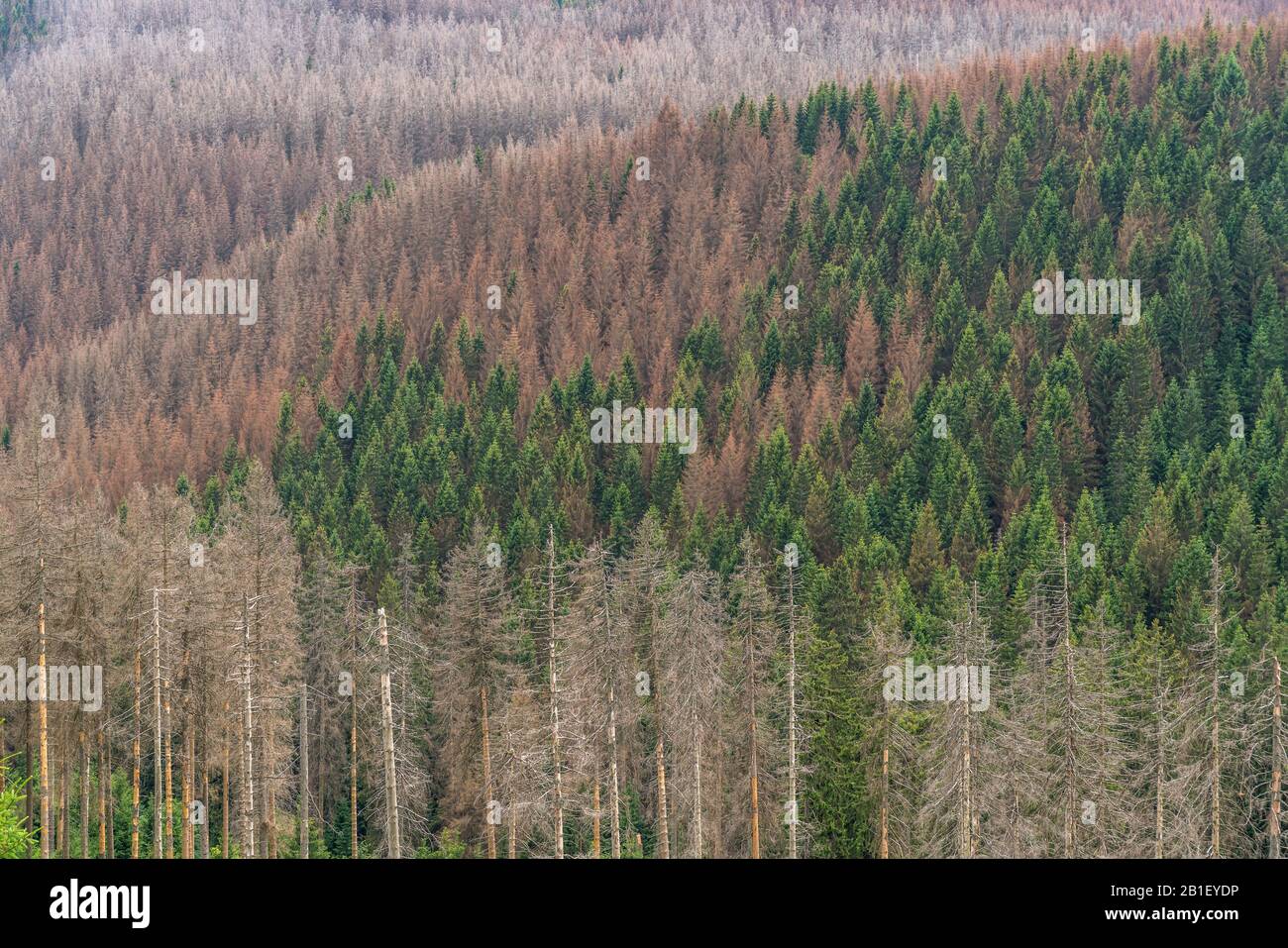 Durch den Borkenkäfer abgestorbener Fichtenwald im Nationalpark Harz bei Braunlage, Niedersachsen, Deutschland  |  Pine forest damaged by Bark beetles Stock Photo