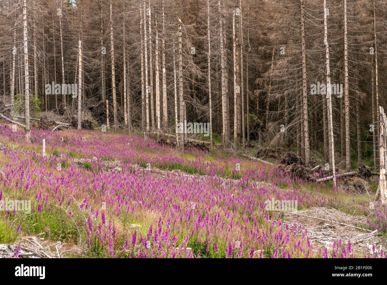 Durch den Borkenkäfer abgestorbener Fichtenwald und bunt blühender Fingerhut Digitalis im Nationalpark Harz bei Braunlage, Niedersachsen, Deutschland Stock Photo