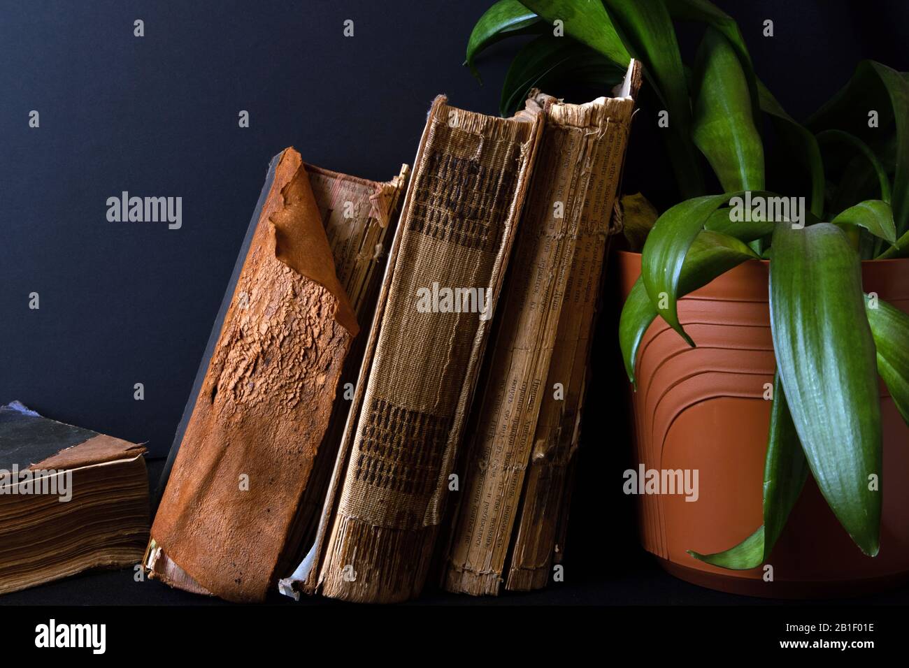 Stack of ancient books with damaged bindings and big pot with green plant Stock Photo