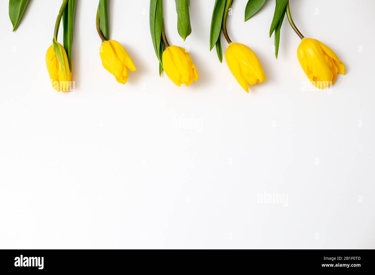 Five flowers of yellow tulips lie on a white background at the top of the frame smoothly, rhythmically. View from above. The movement of light, the mo Stock Photo