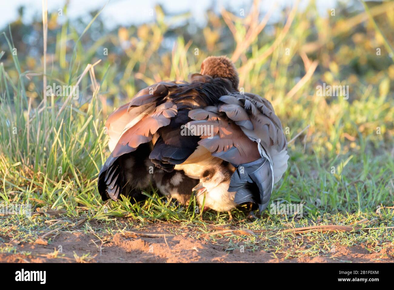 Egyptian goose (Alopochen aegyptiaca) family, chick hiding under mother, Kruger National Park, South Africa, Stock Photo