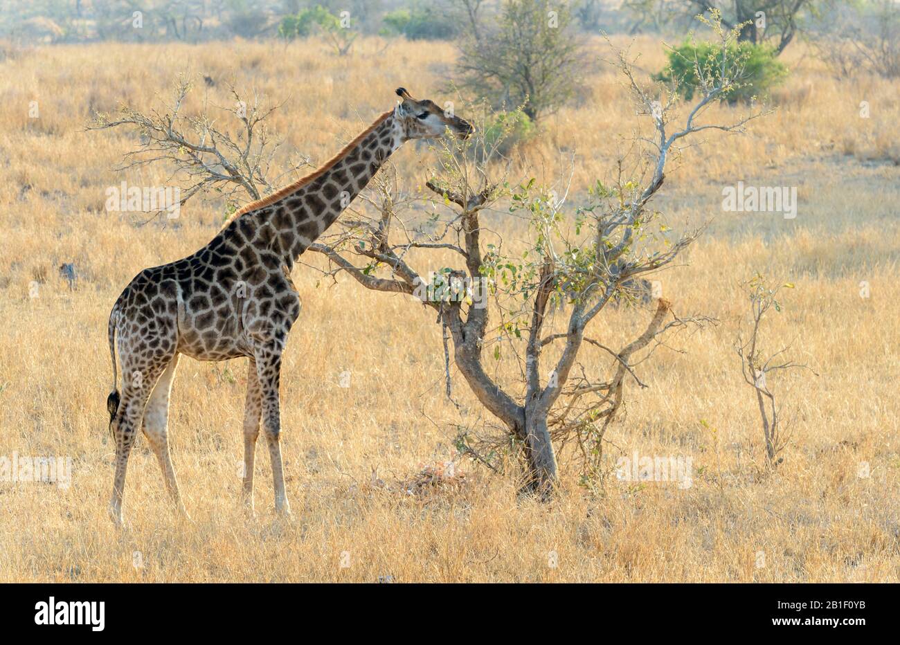 Giraffe Eating Grass High Resolution Stock Photography and Images - Alamy