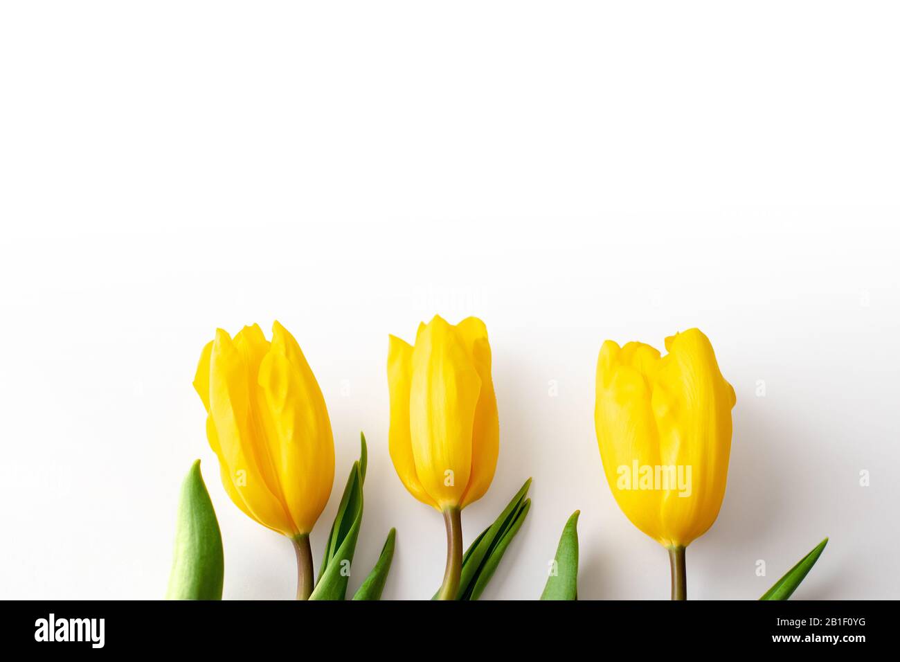 Three buds of yellow tulips lie on the bottom exactly on a white background.Top view. Close up. Copy spase Stock Photo