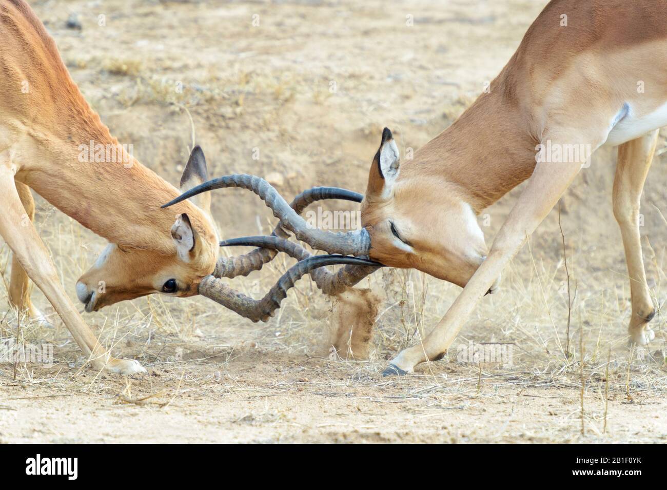 Impala (Aepyceros melampus), adult bucks fighting, Kruger National Park, South Africa, Stock Photo