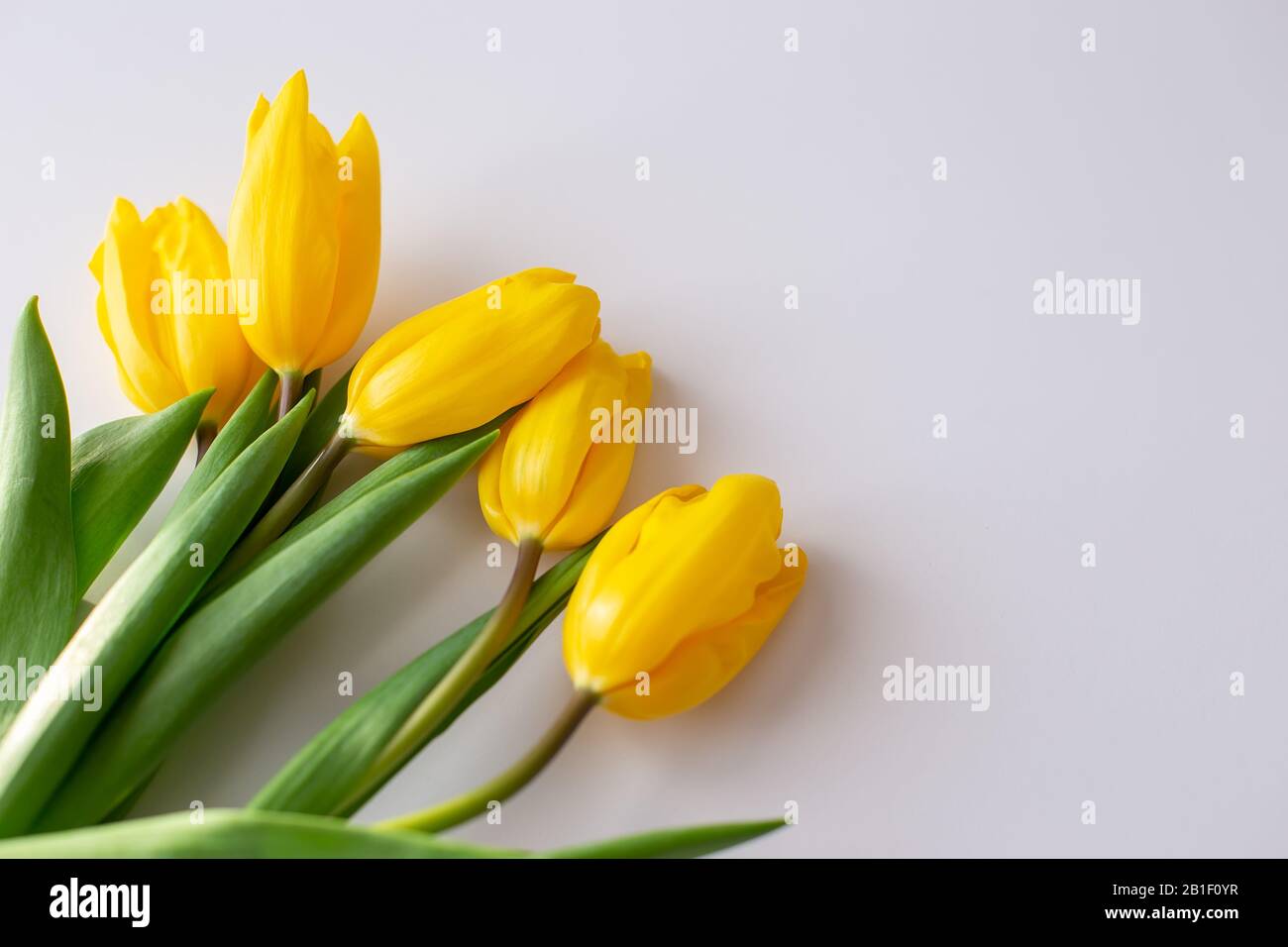 A bouquet of yellow tulips lies in the upper right corner on a white background.Top view. Close up. Copy spase Stock Photo