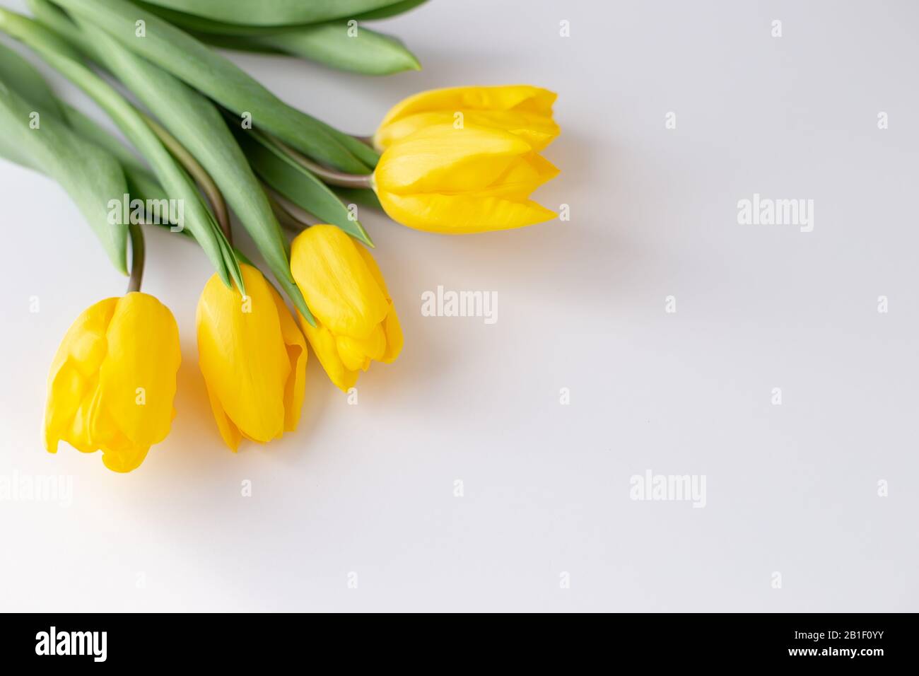 A bouquet of yellow tulips lies in the upper left corner on a white background.Top view. Close up. Copy spase Stock Photo