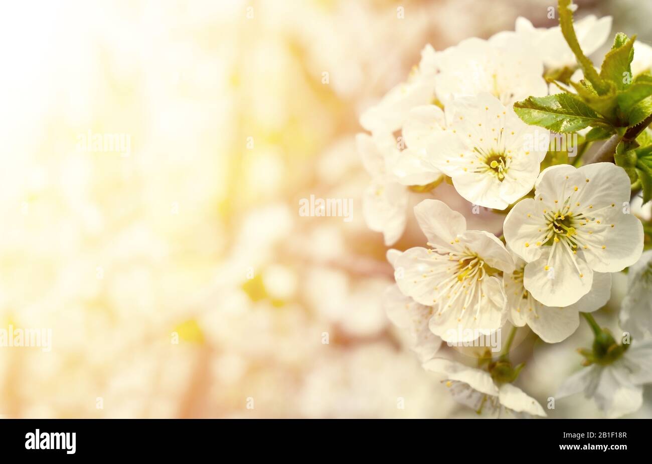 Spring background. White plum tree flowers in the sunshine. Fruit branch close up. Copy space. Stock Photo