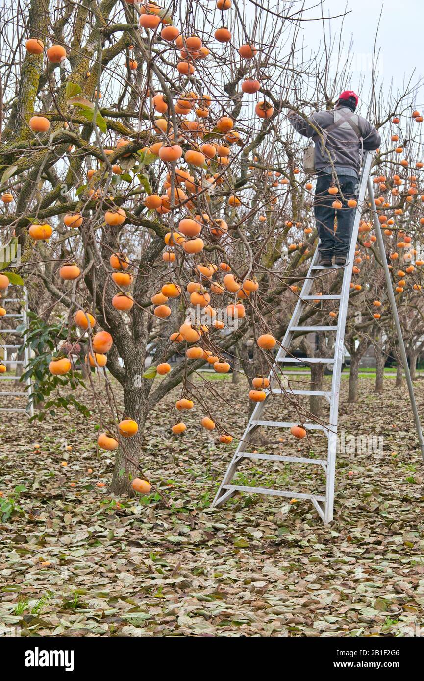 Ripe Persimmons 'Fuyu' variety  'Diospyros kaki', worker harvesting in orchard, also known as Japanese persimmons. Stock Photo