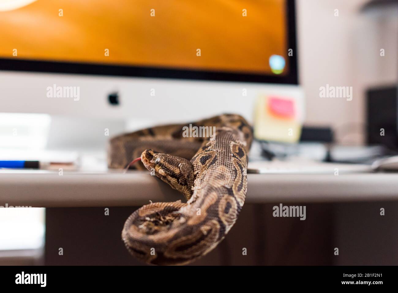 Ball python slithering around work desk. Unusual pet in the home office ...