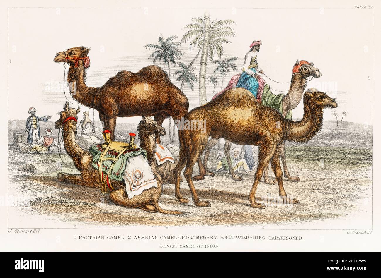 camel original