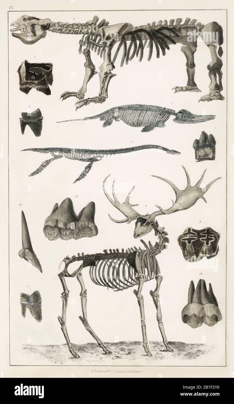 Collection of specimens from animal bone structures from A history of the earth and animated nature (1820) by Oliver Goldsmith (1730-1774). Digitally enhanced from our own original edition Stock Photo - Alamy Collection of specimens from animal bone structures from A history of the earth and animated nature (1820) by Oliver Goldsmith (1730-1774). Digitally enhanced from our own original edition Stock Photo - Alamy