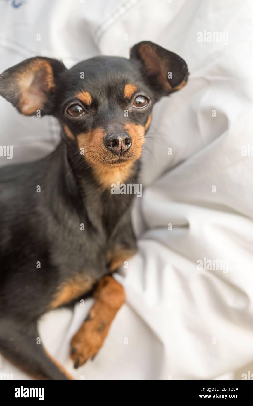 Miniature pinscher dog held on hand, Morocco Stock Photo - Alamy