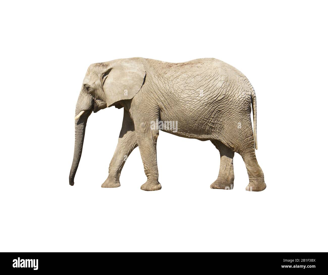 Elephant close up. Grey elephant isolated Stock Photo Alamy