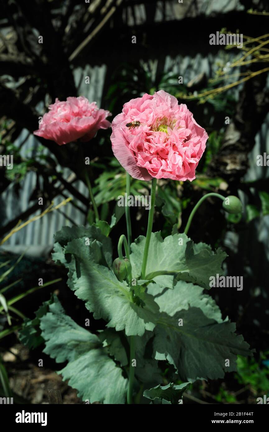 Peony form Opium Poppy (Papaver somniferum), variety Breadseed, growing