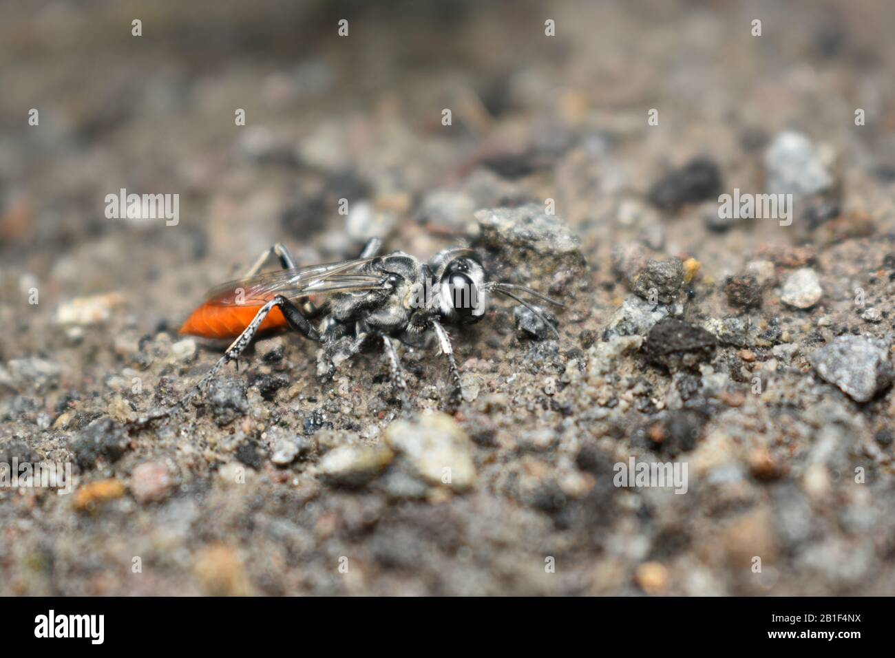 A close up photo of sand wasp (Tribe Psenini) crawling on wet sand during rainy seasons. Surakarta, Indonesia Stock Photo
