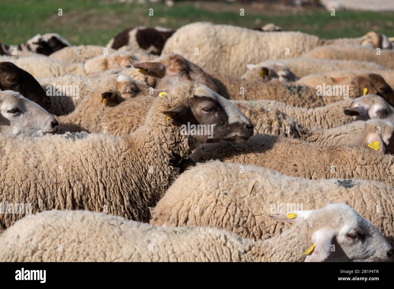 A flock of sheep in Andalusia, Spain Stock Photo